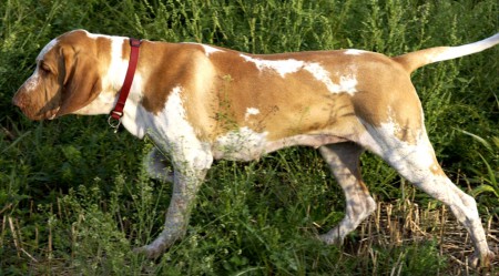 Braco Italiano